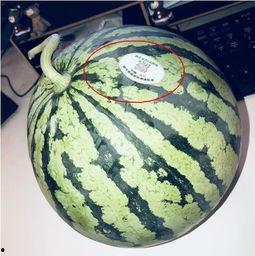 06年网红吃瓜,揭秘网络红人的崛起与争议